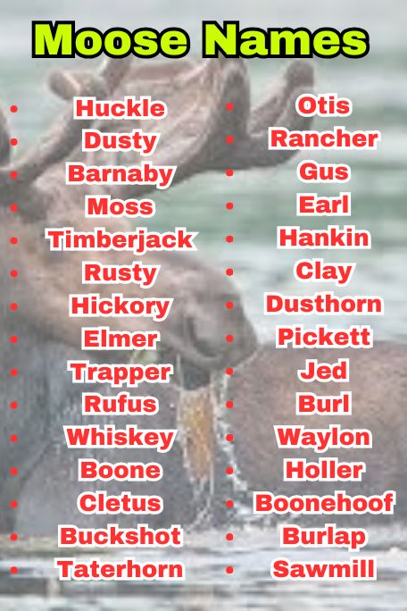 765+ Moose Names Inspired by Nature, Myth, and Fun 