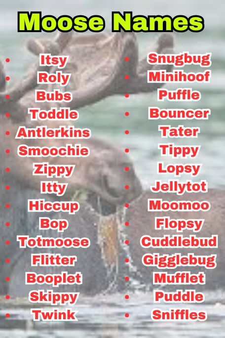 765+ Moose Names Inspired by Nature, Myth, and Fun 