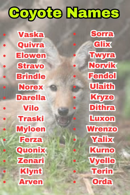 700+ Coyote Names for Wild, Unique & Strong Vibes
