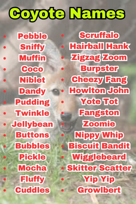 700+ Coyote Names for Wild, Unique & Strong Vibes
