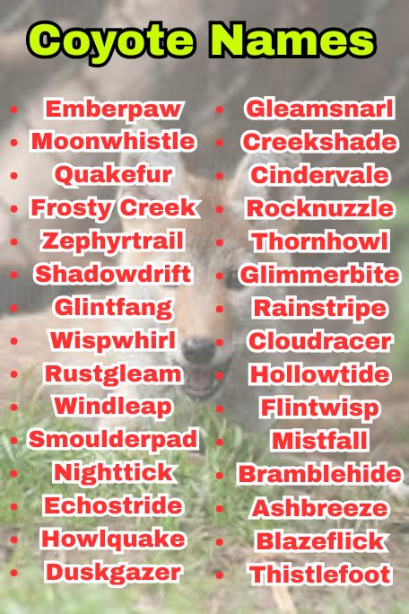 700+ Coyote Names for Wild, Unique & Strong Vibes