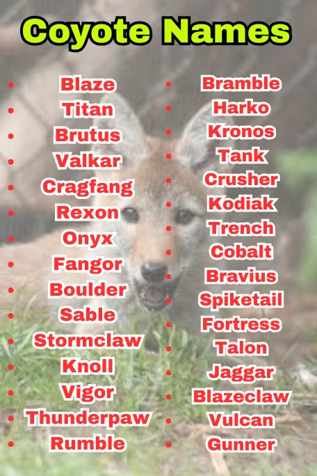 700+ Coyote Names for Wild, Unique & Strong Vibes