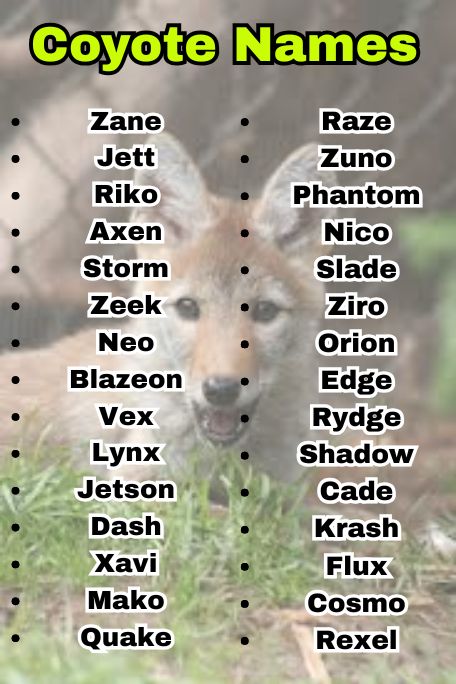 700+ Coyote Names for Wild, Unique & Strong Vibes