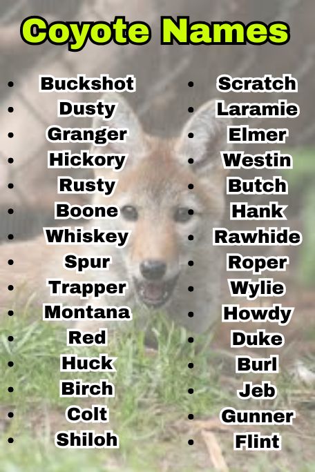 700+ Coyote Names for Wild, Unique & Strong Vibes