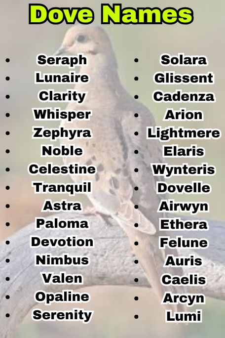 Dove Names: Unique, Elegant & Symbolic Picks