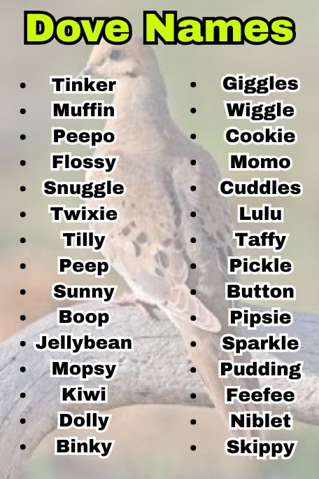 Dove Names: Unique, Elegant & Symbolic Picks