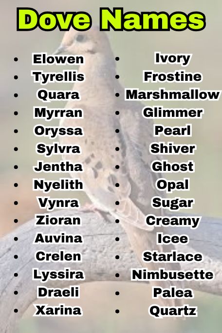 Dove Names: Unique, Elegant & Symbolic Picks