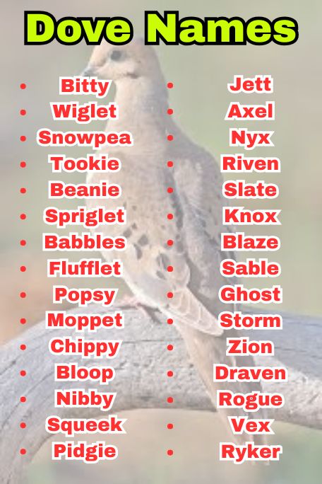 Dove Names: Unique, Elegant & Symbolic Picks