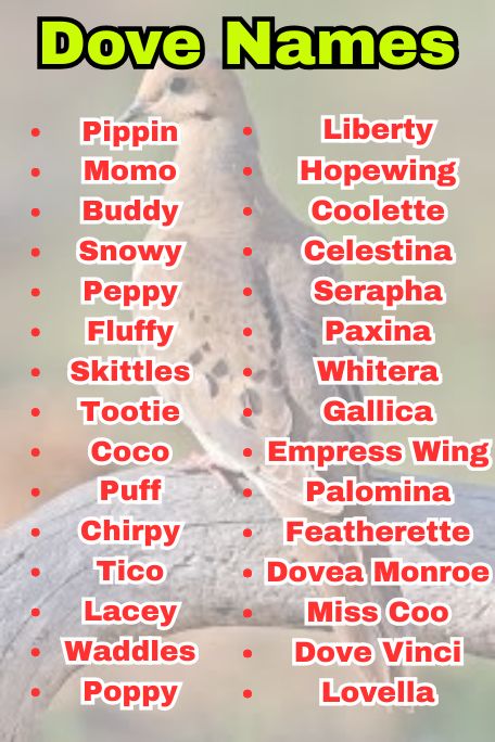 Dove Names: Unique, Elegant & Symbolic Picks