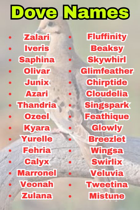 Dove Names: Unique, Elegant & Symbolic Picks