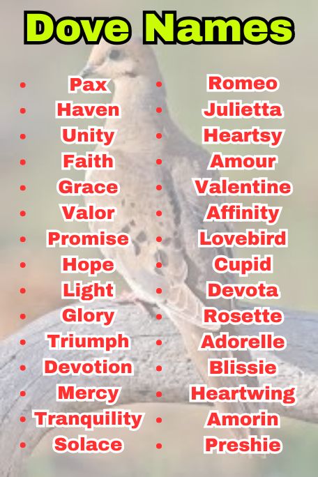 Dove Names: Unique, Elegant & Symbolic Picks
