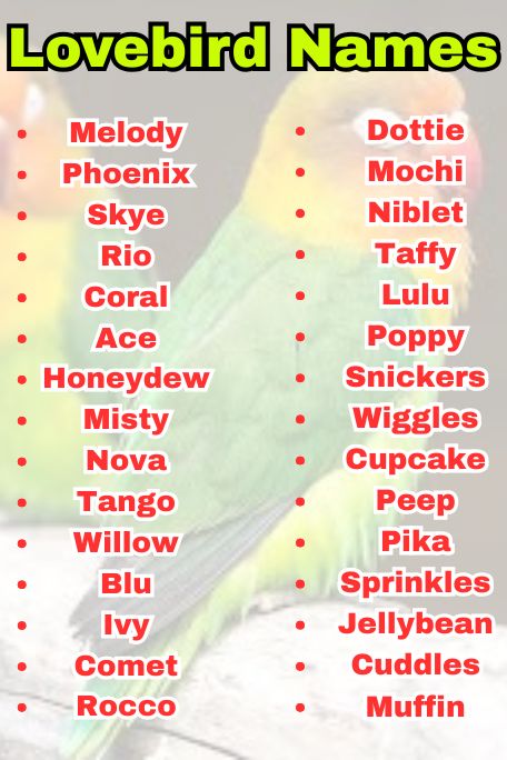 1000+ Lovebird Names: Funny, Cool, Famous Ideas