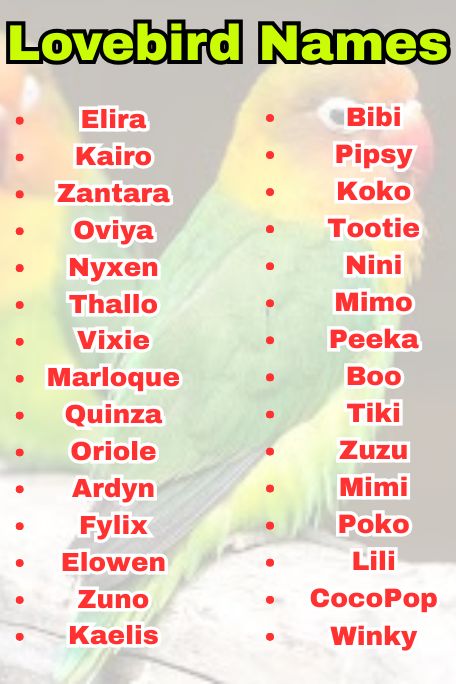 1000+ Lovebird Names: Funny, Cool, Famous Ideas