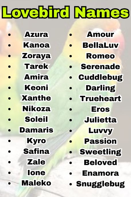 1000+ Lovebird Names: Funny, Cool, Famous Ideas