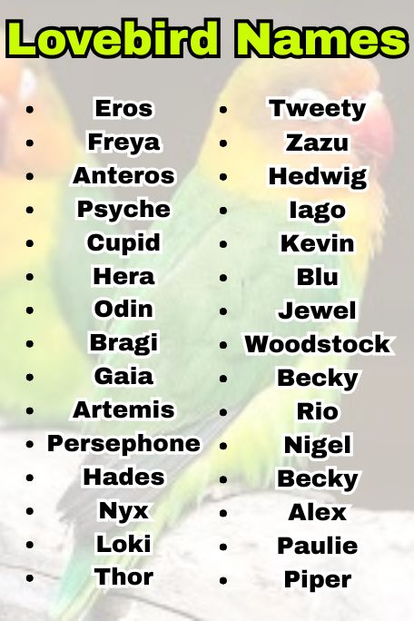 1000+ Lovebird Names: Funny, Cool, Famous Ideas