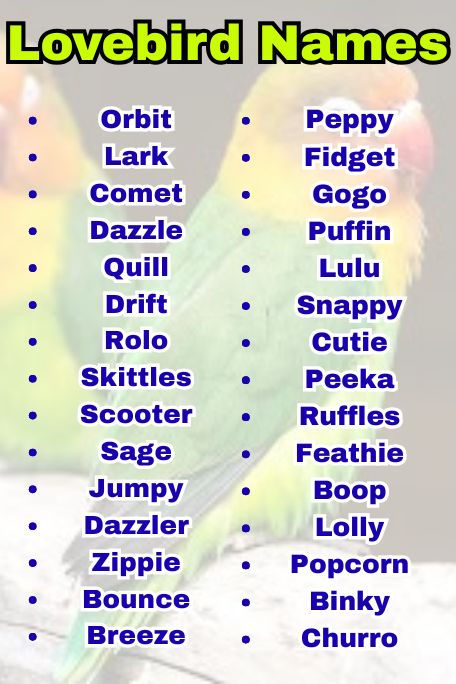 1000+ Lovebird Names: Funny, Cool, Famous Ideas