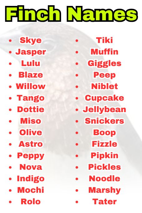 Finch Names