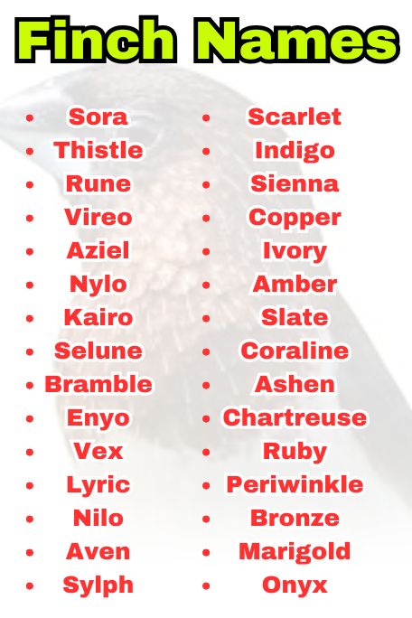 Finch Names