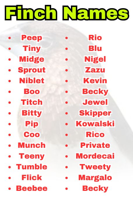 Finch Names