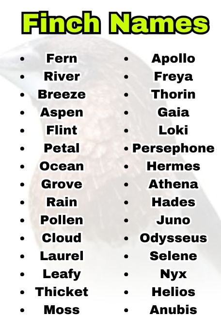 Finch Names