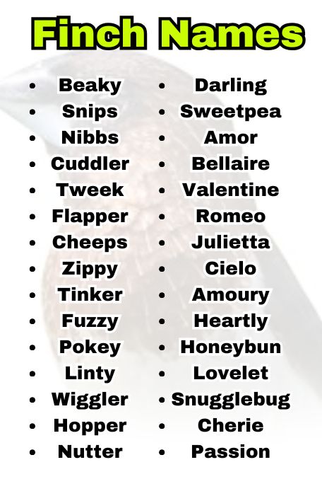 Finch Names