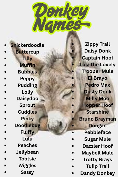 1100+ Donkey Names List: Funny, Cute & Famous