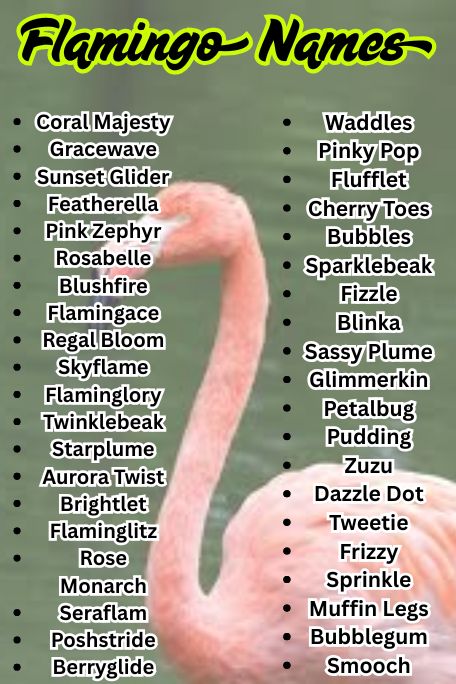 1200+ Flamingo Names: Funny, Cute & Unique List