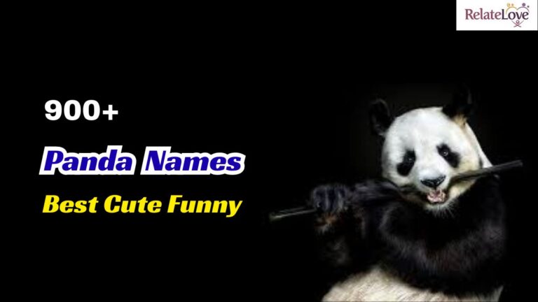 900+ Best Cute Funny Panda Names: Pet Name Ideas