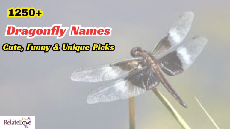 1250+ Dragonfly Names: Cute, Funny & Unique Picks