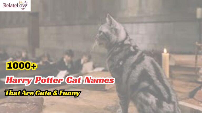 1000+ Harry Potter Cat Names That Are Cute & Funny