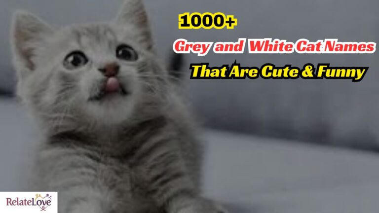 1000+ Grey and White Cat Names: Best Funny Ideas