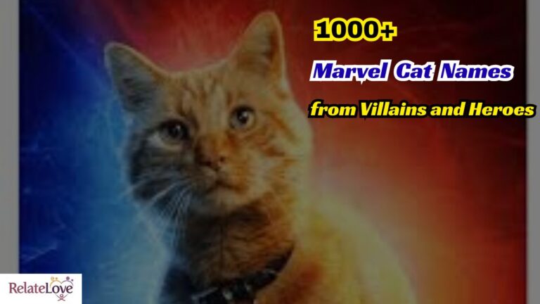 1000+ Marvel Cat Names from Villains and Heroes