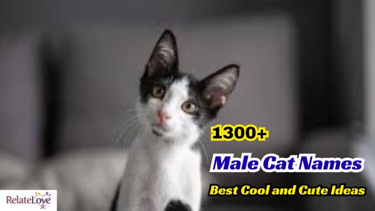 1300+ Male Cat Names: Best Cool and Cute Ideas