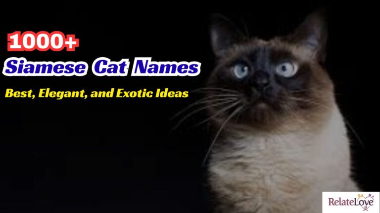 1000+ Siamese Cat Names: Best, Elegant, and Exotic Ideas