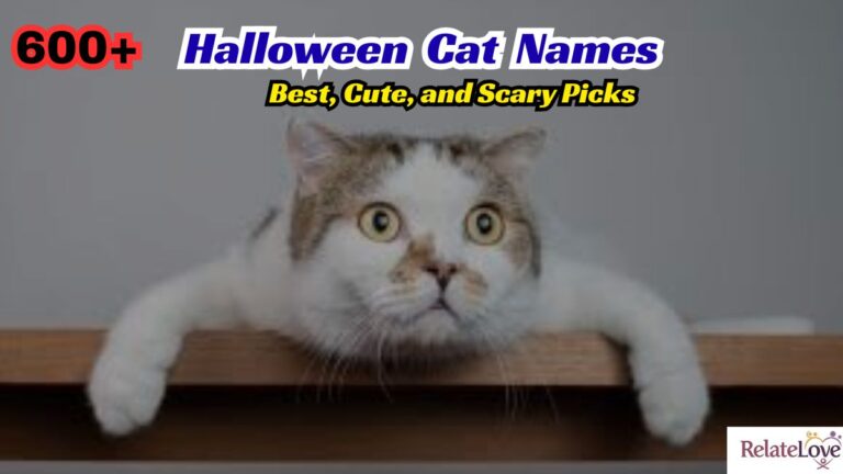 600+ Taylor Swift Cat Names: Cute Picks for Your Pet