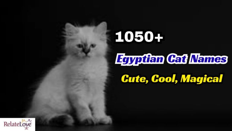 1050+ Fluffy Cat Names: Funny, Cool, Trendy Ideas