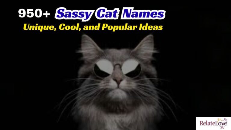 950+ Sassy Cat Names: Unique, Cool, and Popular Ideas