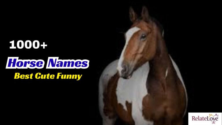 1000+ Best Cute Funny Horse Names for Every Unique Rider