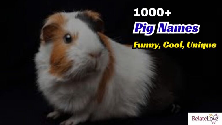 1000+ Funny, Cool, Unique Guinea Pig Names to Try Now