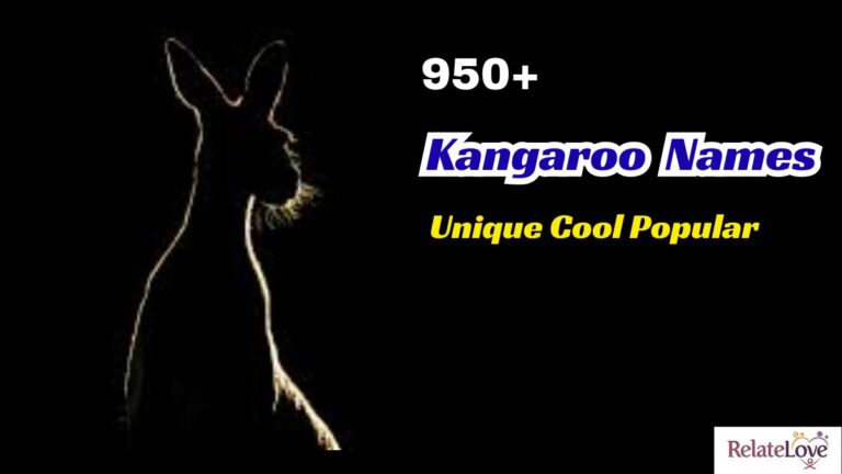950+ Unique Cool Popular Kangaroo Names for Inspiration