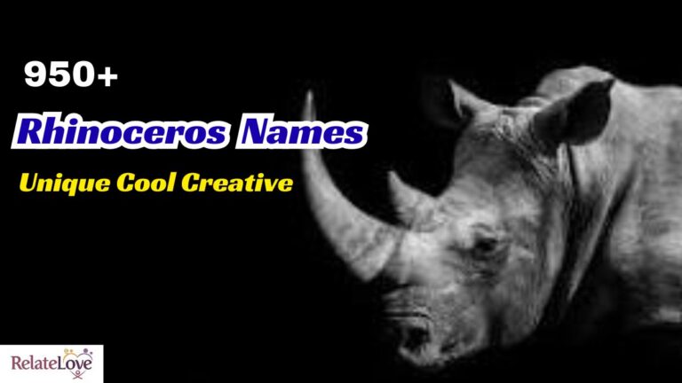 1000+ Unique Cool Creative Rhinoceros Names for Pets