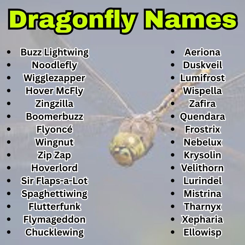 Dragonfly Names
