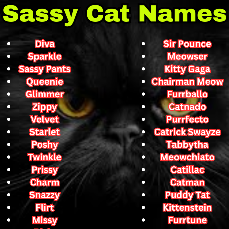 Funny Sassy Cat Names