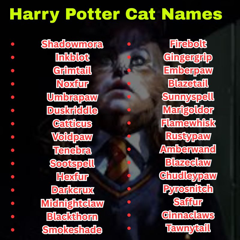 Harry Potter Cat Names for Black Cats