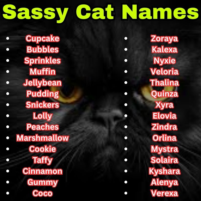Cute and Unique Sassy Cat Names