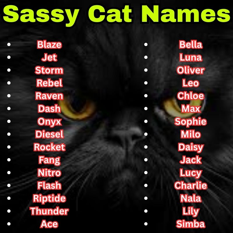 Popular and Cool Sassy Cat Names