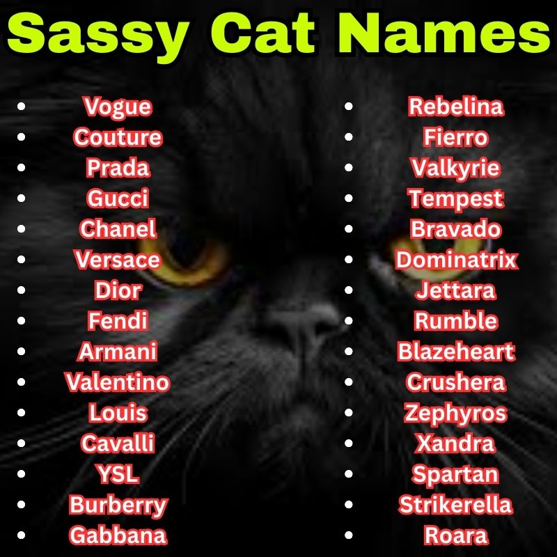 Stylish and bold Sassy Cat Names