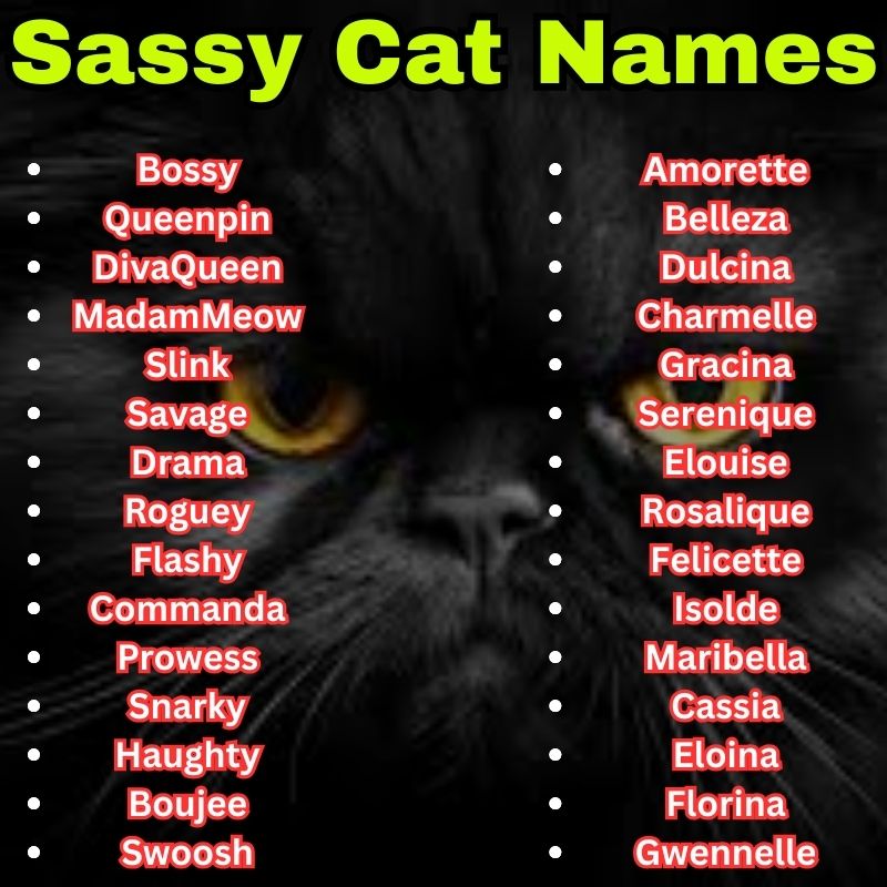 Attitude Sassy Cat Names