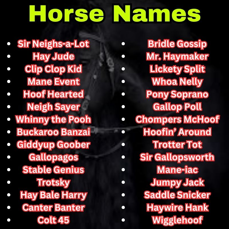 Funny and Unique Horse Names