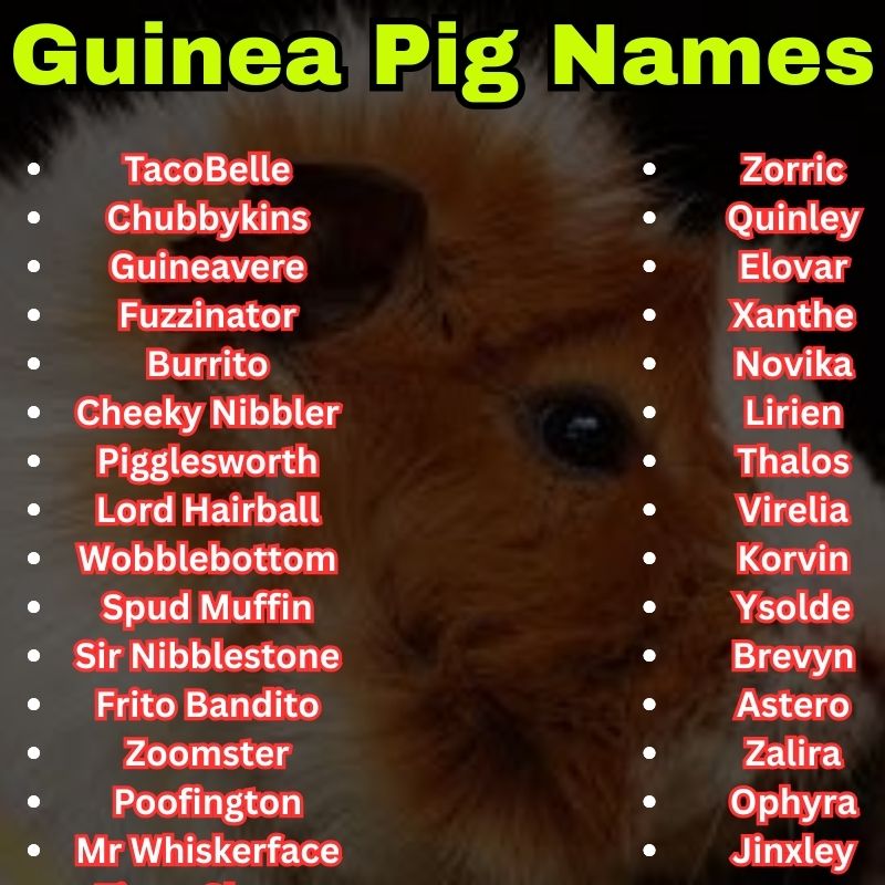 Funny and unique Guinea Pig Names
